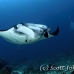 ray_manta_s_gll_h_0029_kom0877.jpg